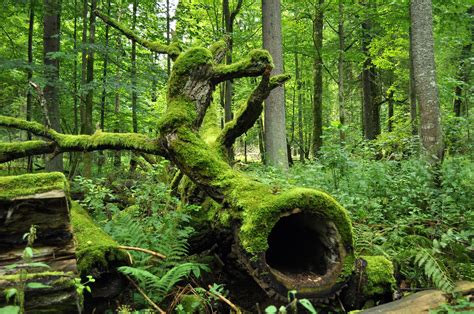 Filebialowieza National Park In Poland0029 Wikimedia Commons