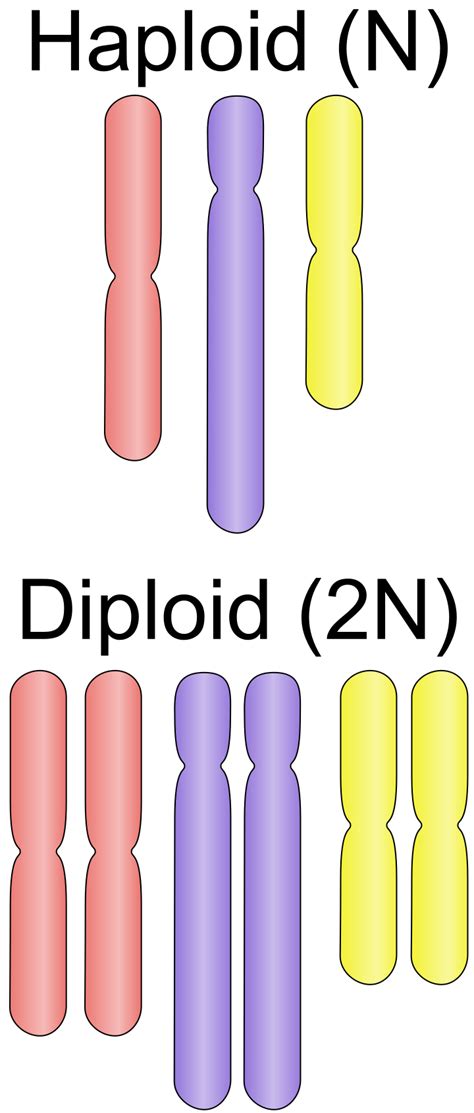 Filehaploid Vs Diploidsvg Wikimedia Commons