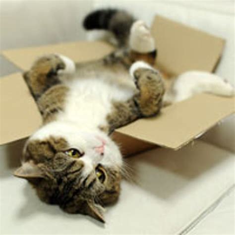 Maru Loves Boxes Even Broken Ones Love Meow