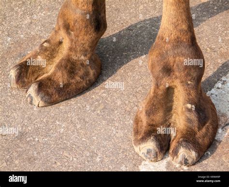 Pie De Camello Fotografías E Imágenes De Alta Resolución Página 3 Alamy