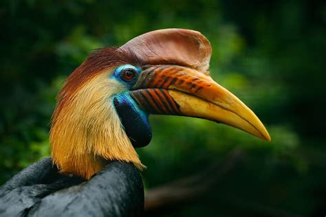 The fauna of indonesia is characterised by high levels of biodiversity and endemicity due to its distribution over a vast tropical archipelago. 10 Most Iconic Animals Of Indonesia - WorldAtlas