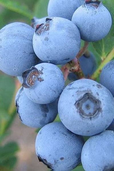 Buy Premier Rabbiteye Blueberry For Sale Online From Wilson Bros Gardens