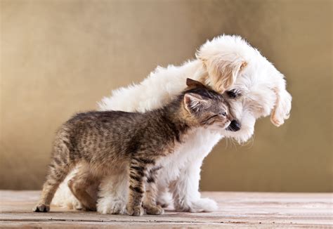 Cat and dog wallpaper for phone. Cats Dogs Two Animals puppy kitten wallpaper | 5006x3448 | 348802 | WallpaperUP