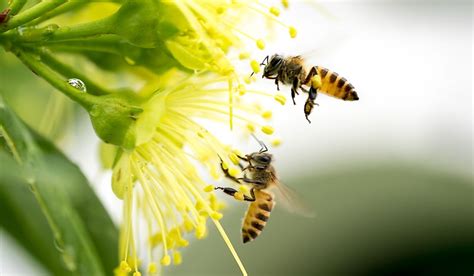 Which Crops And Plants Are Pollinated By Honey Bees Worldatlas