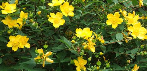 Small yellow flowers in early spring. Summer Shrubs