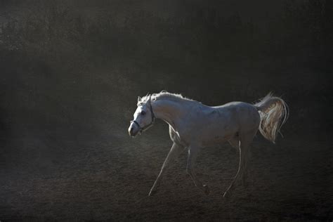 White Horse Cantering Photograph By Christiana Stawski