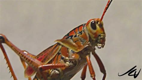 Black florida grasshopper with orange and yellow spots!! Florida's Giant Orange Grasshopper - YouTube HD - YouTube