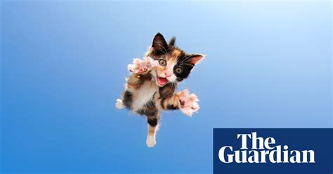 Pounce Kittens Caught Mid Leap In Pictures Life And Style The