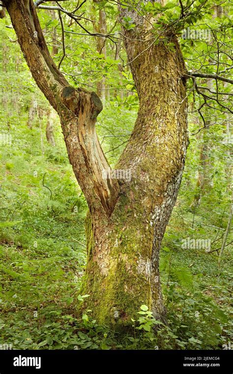 Trunk Of An Oak Tree In Green Woods Ancient Acorn Tree Growing In A