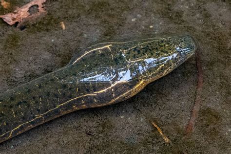 The Swamp Eel