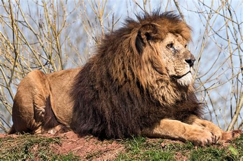 South Lakes Safari Zoo - Animal Wildlife Park & Feeding Experiences