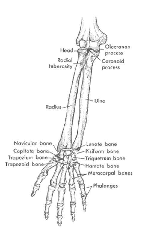 In common usage, the arm extends through the hand. 23 best bones images on Pinterest | Bones, Dice and Human anatomy
