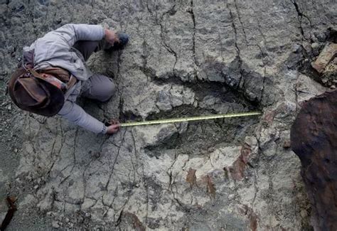 One Of Biggest Ever Dinosaur Footprints Discovered Measuring Four Feet