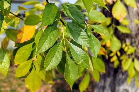 Ash Tree Allergy Fraxinus A Quick Guide W Photos Allerma
