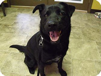 2/4/20 yellow (light yellow) boys reserved for susan b. Labrador Retriever Puppies Colorado Springs