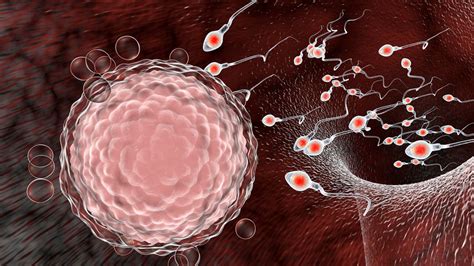 Coronavirus Found In Infected Men S Semen Live Science