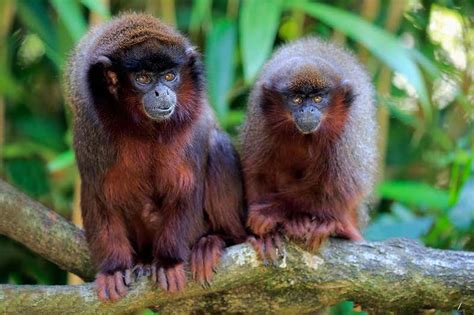 An Extinct Monkey Evolved To Live Like A Sloth In The Caribbean New