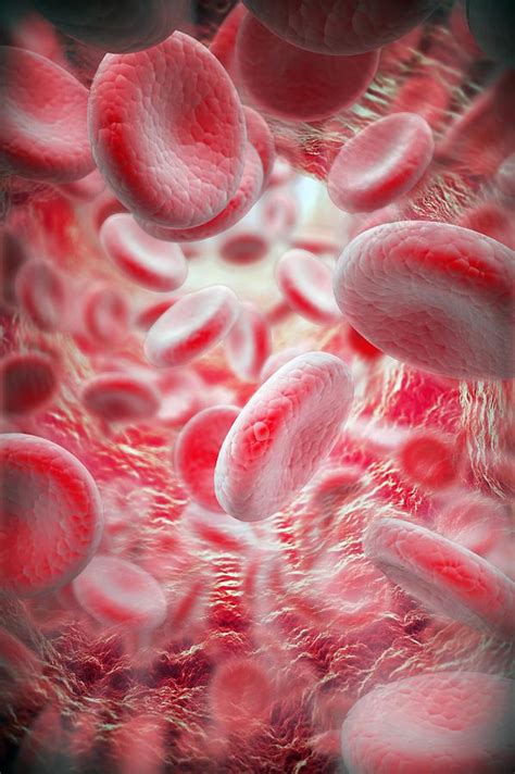 Red Blood Cells Artwork By Andrzej Wojcicki