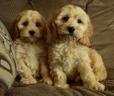 Apricot Cockapoo Puppies Curious Puppies