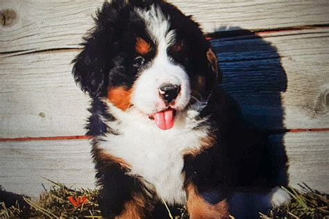 Brown Collar Male Bernese Mountain Dog Puppy For Sale
