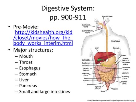 Digestive System Gizmo Answers Pdf