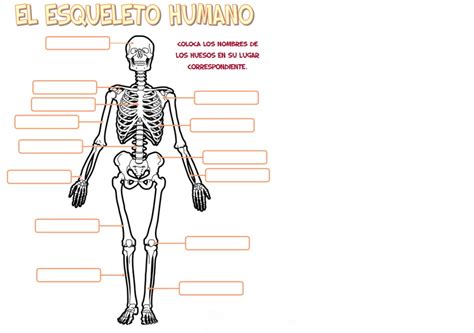 Identifica Los Huesos Del Cuerpo Humano Cerebriti Huesos Del Cuerpo