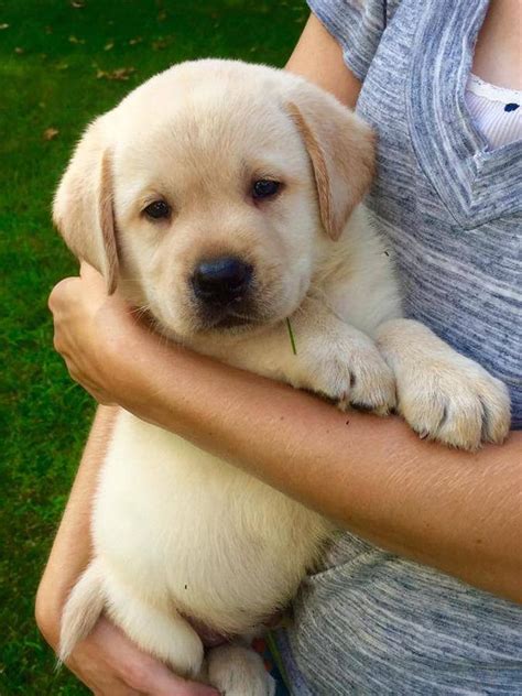 They make an ideal family dog and pet, play well with children, are easy his ultimate goal in breeding dogs was to create a breed that would do well in the scottish climate and love hunting and retrieving the local game. Golden Retriever Puppies For Sale | Afton, VA #200186