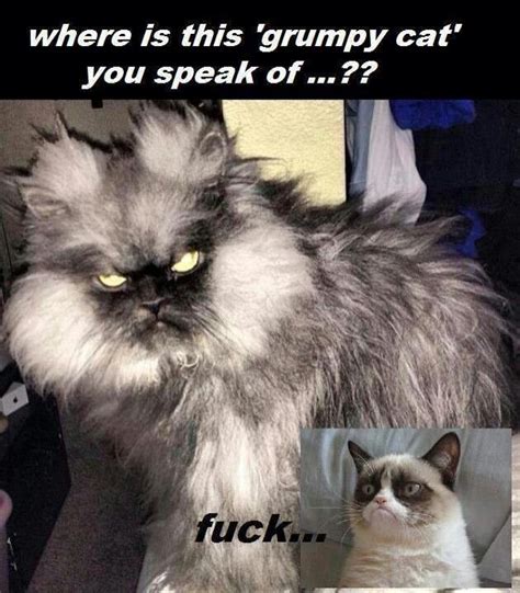 Evil Grumpy Cat Memes