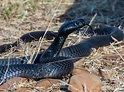 Black Spitting Cobra (Naja nigricincta woodi) from South Africa ...