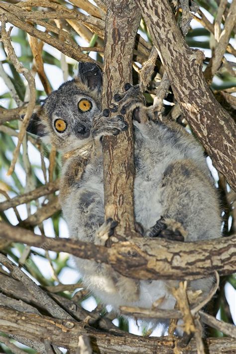 White Footed Sportive Lemur Stock Image C0137003