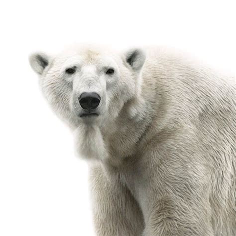 Polar Bear Portrait By Morten Koldby Animals Beautiful Pet Portraits