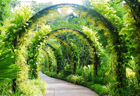 Inspirasi Spesial Jardin Botanique Singapore Taman Rumah