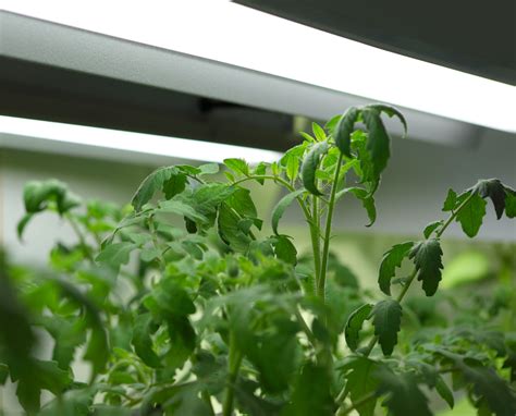 How To Grow Tomatoes Organically Indoors