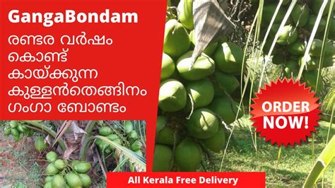 Ganga Bondam Coconut Tree Kerala രണ്ടര വർഷം കൊണ്ട് കായ്ക്കുന്ന കുള്ള