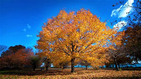 Golden Tree In Autumn Park