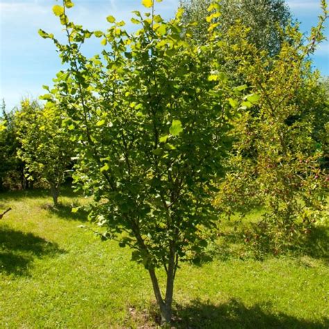 American Hazelnut Plant It Wild Native Michigan Plants