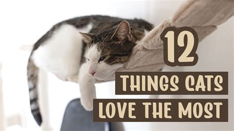 12 things cats love the most according to science