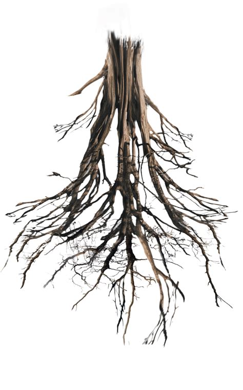 Library Of Tree Roots Clipart Transparent Png Files