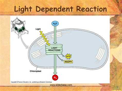 Light Dependent Reaction Diagram Simple