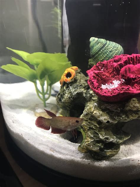 Usually, they have a dull color. My Female Betta Fish Is Pale And Not Eating | My Aquarium Club