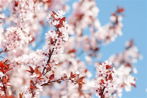 Frühling Blumen Kirsche Kostenloses Foto Auf Pixabay