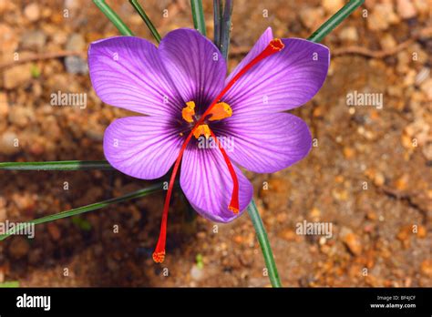 Saffron Crocus Sativus Flower Closeup Showing Red Stigmas That Stock