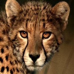The big cat species most threatened with extinction is the tiger which is listed as endangered. List of Big Cats | Earth's Largest Wild Cats - BigCatsWildCats