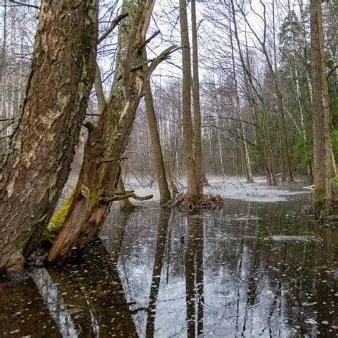 10 Tree Types That Grow In Swamps And Marshes Pond Informer