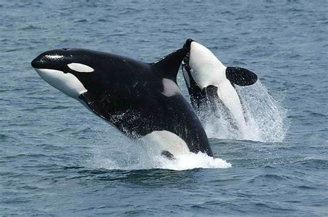 15 Facts About Killer Whales Always Learning