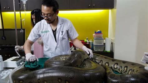 Anaconda Has Tumour Removed By Thai Vets Bbc News