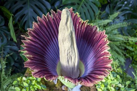 Collection by marle r • last updated 12 days ago. Rare 'corpse flower' draws crowds in Vancouver, Washington ...