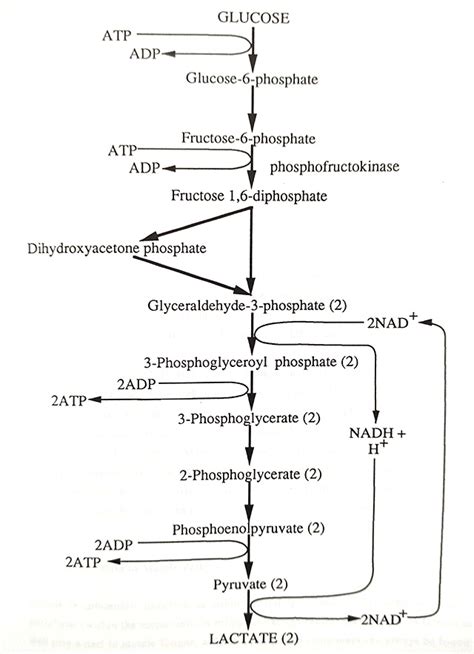 Anaerobic Glycolysis Pathway