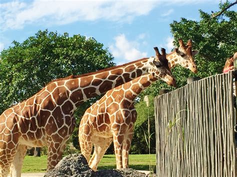 Beyond recreation, other functions of zoos include research, education, and conservation. Review Miami Zoo