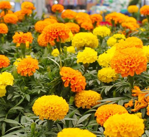 Tagetes O Clavel Moro O Clavel Chino Sus Propiedades Y Cómo Se